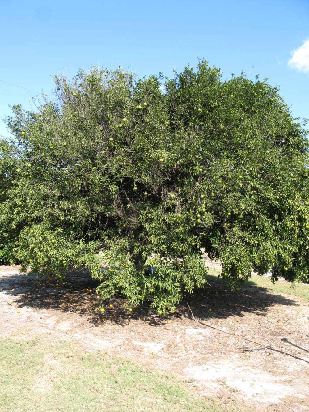              Habit (Winter Haven, FL)       